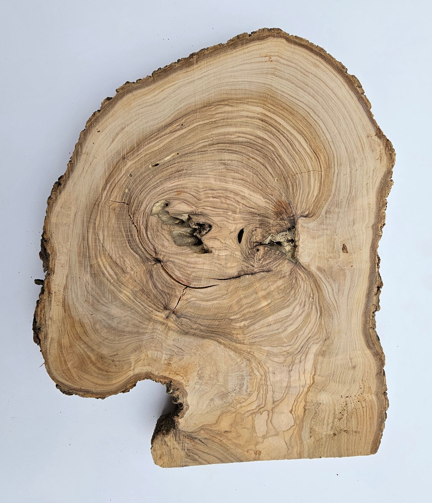 Natural Olive Wood Log Slice - S03