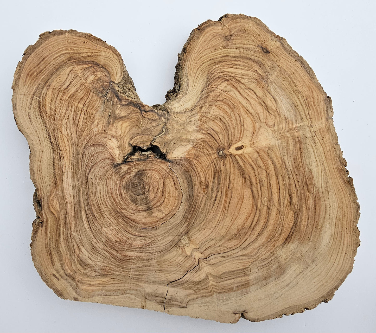 Natural Olive Wood Log Slice - S06