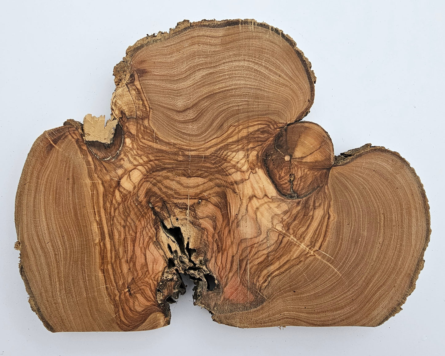 Natural Olive Wood Log Slice - S09