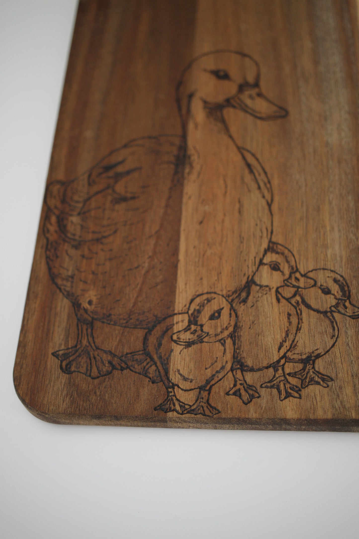 Mummy and baby ducks