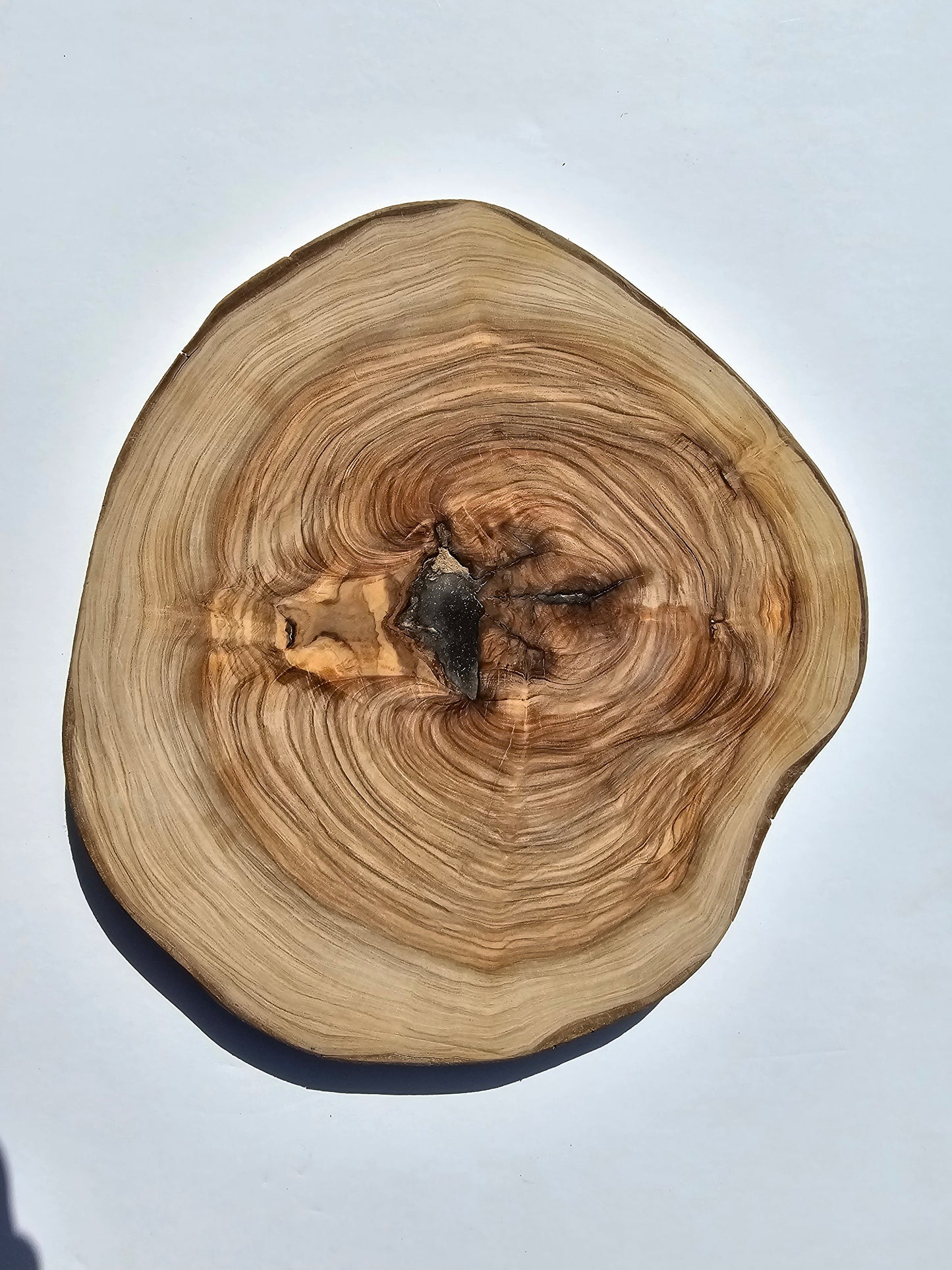 Natural Olive Wood Log Slice - S22