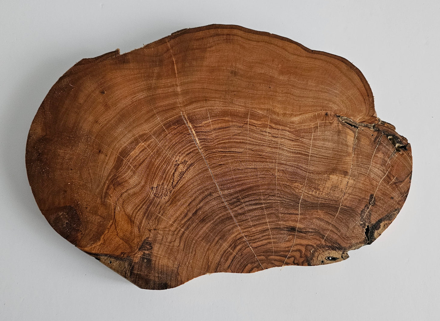 Natural Olive Wood Log Slice - S11