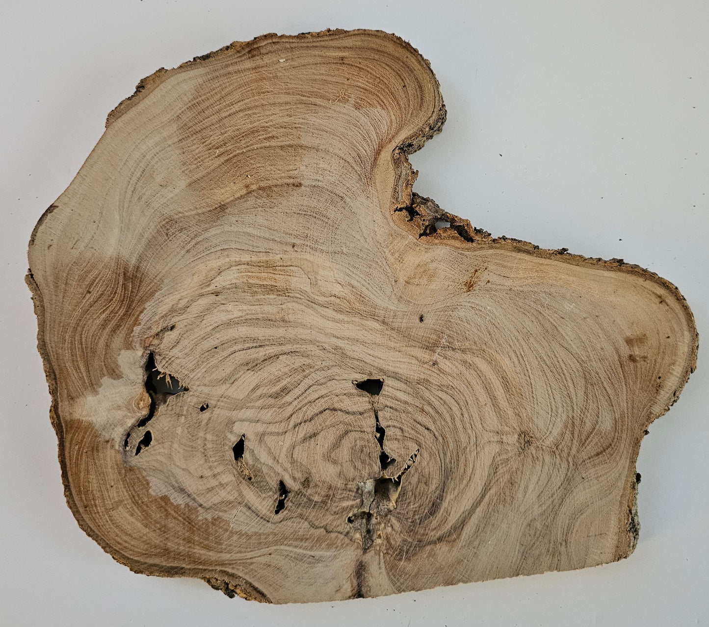 Natural Olive Wood Log Slice - S17