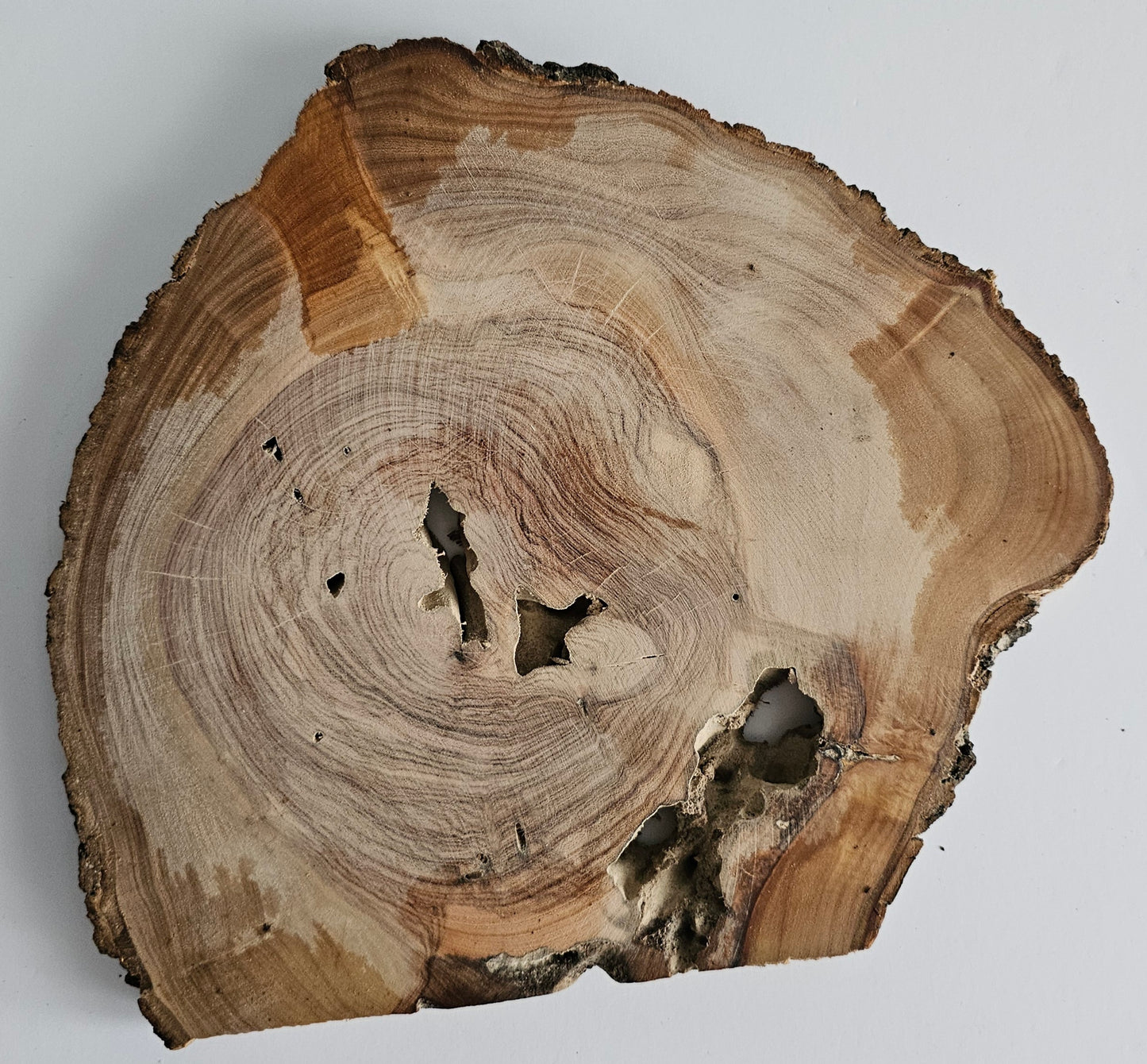 Natural Olive Wood Log Slice - S13