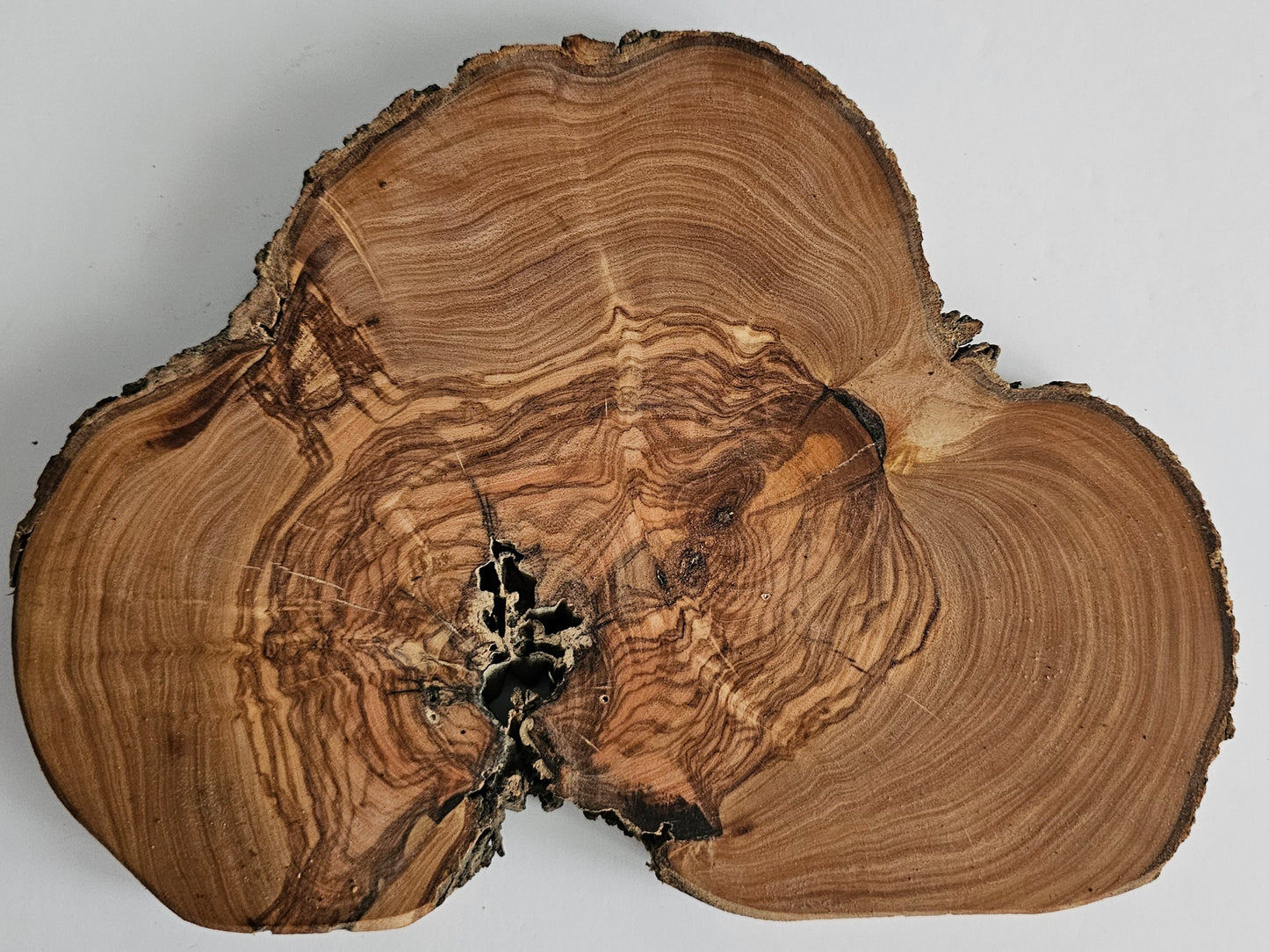 Natural Olive Wood Log Slice - S15