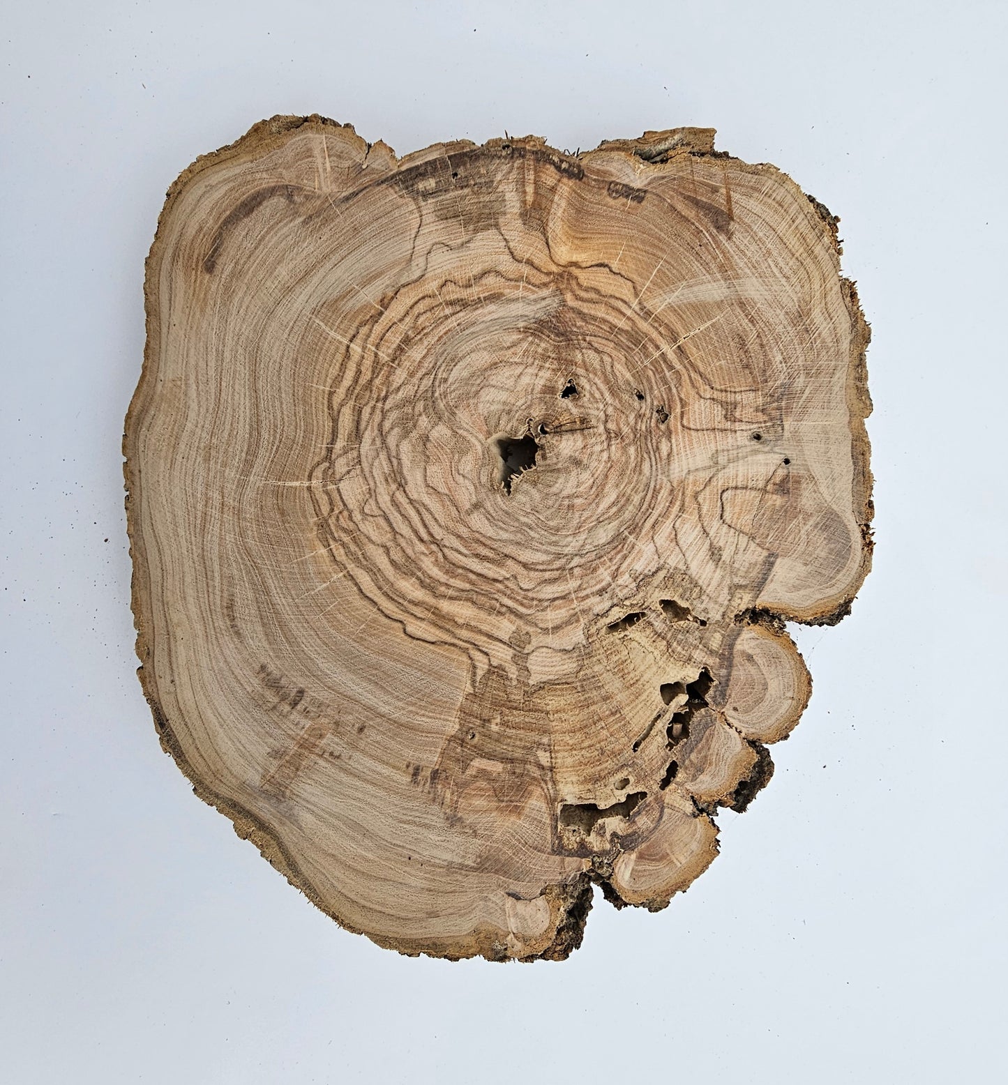 Natural Olive Wood Log Slice - S02