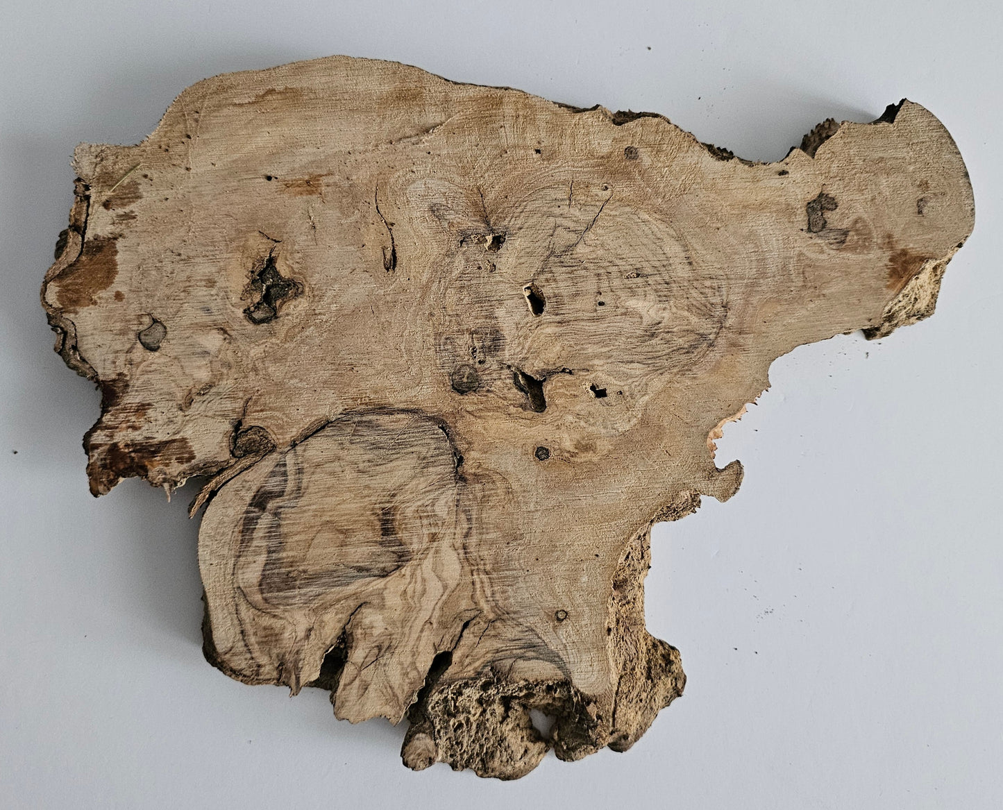 Natural Olive Wood Log Slice - S12