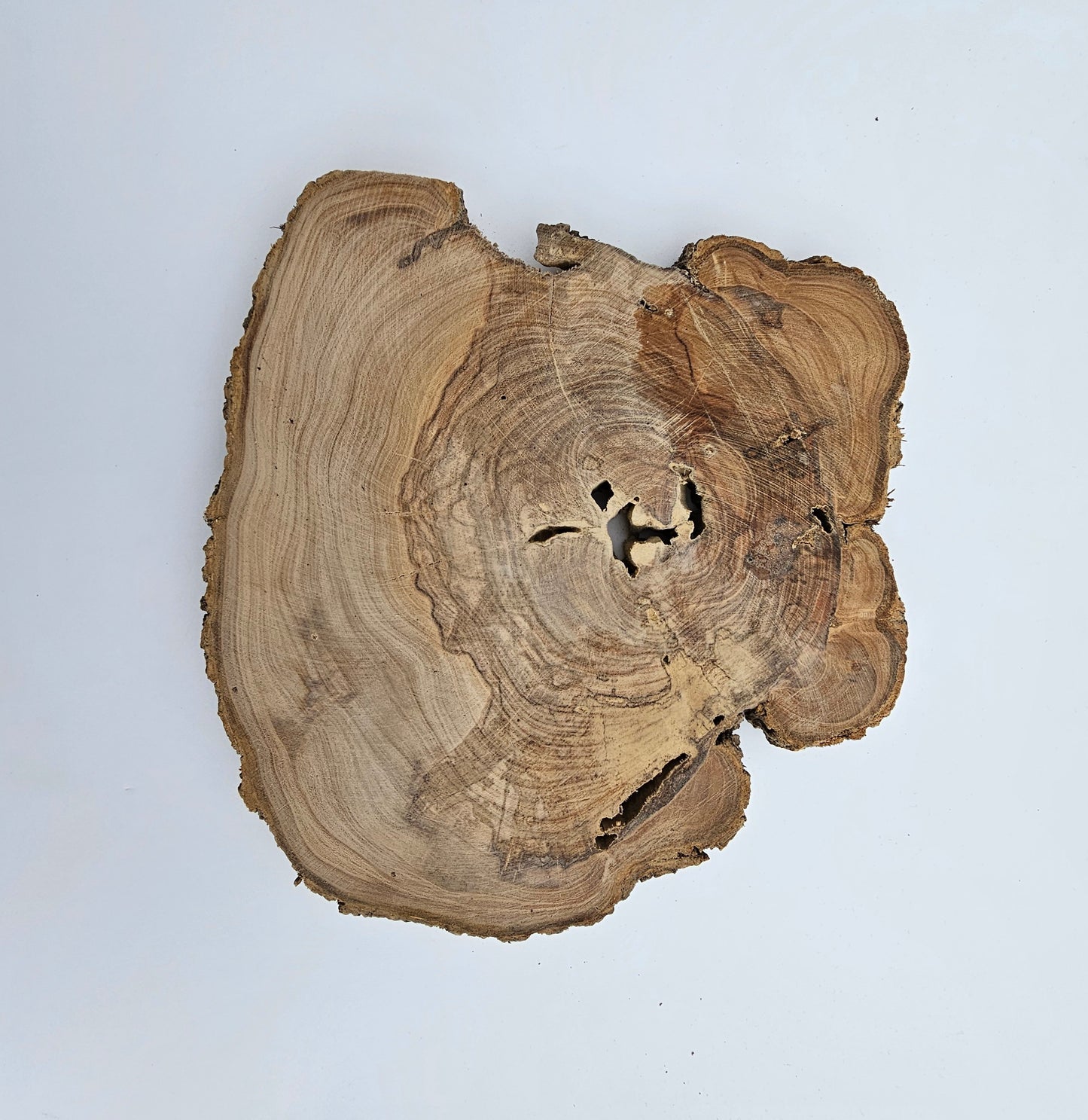 Natural Olive Wood Log Slice - S01