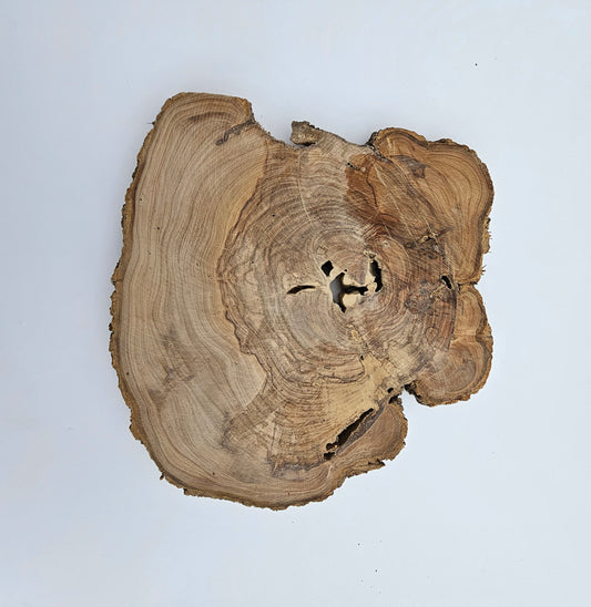Natural Olive Wood Log Slice - S01