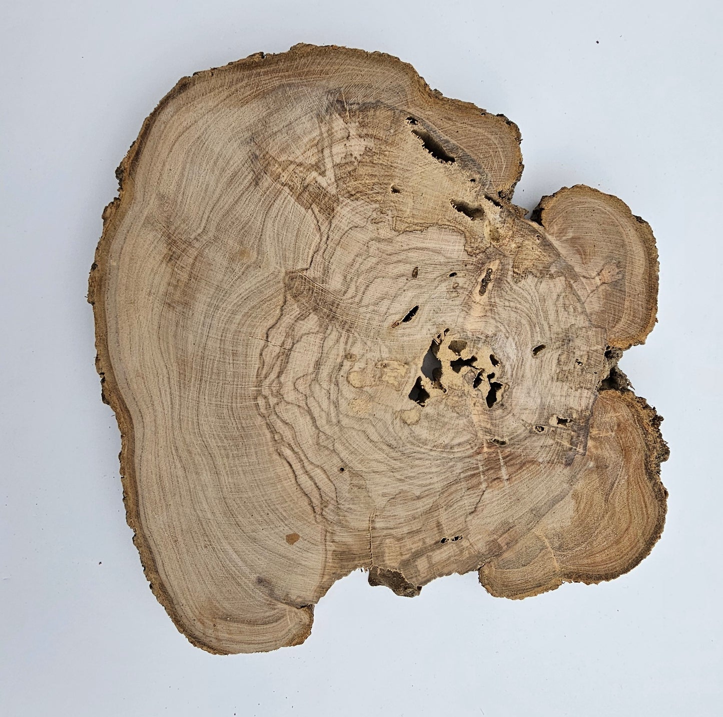 Natural Olive Wood Log Slice - S01