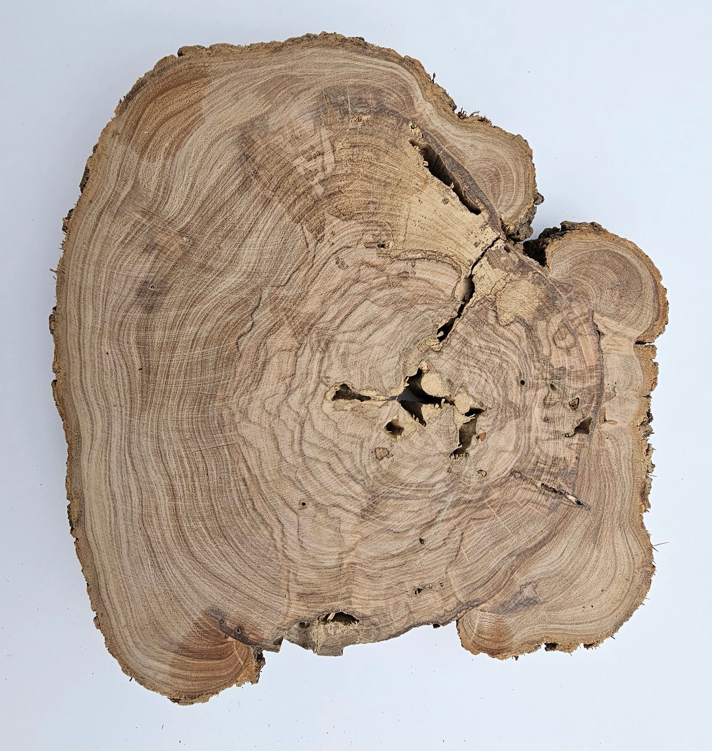 Natural Olive Wood Log Slice - S04