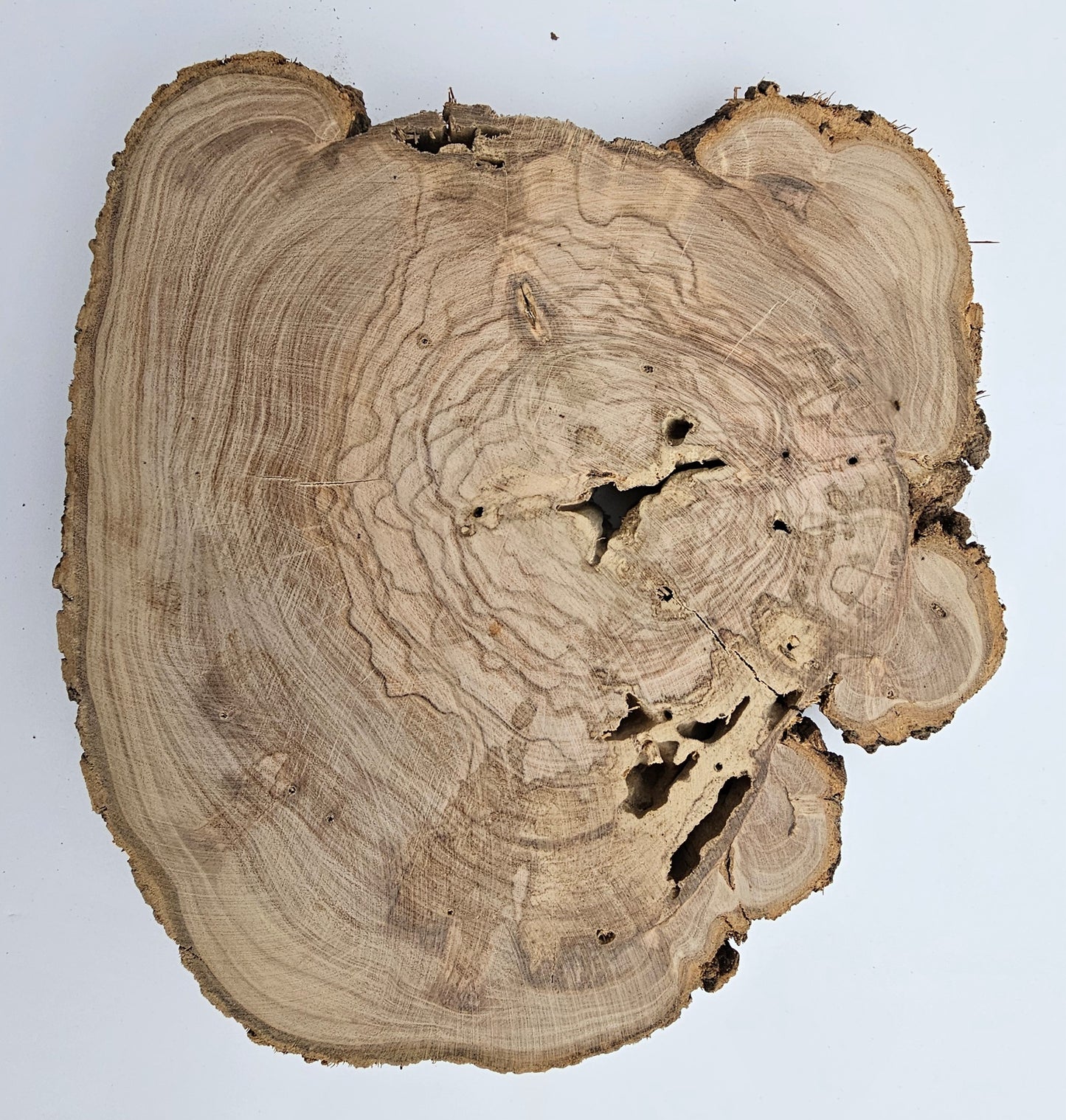 Natural Olive Wood Log Slice - S04