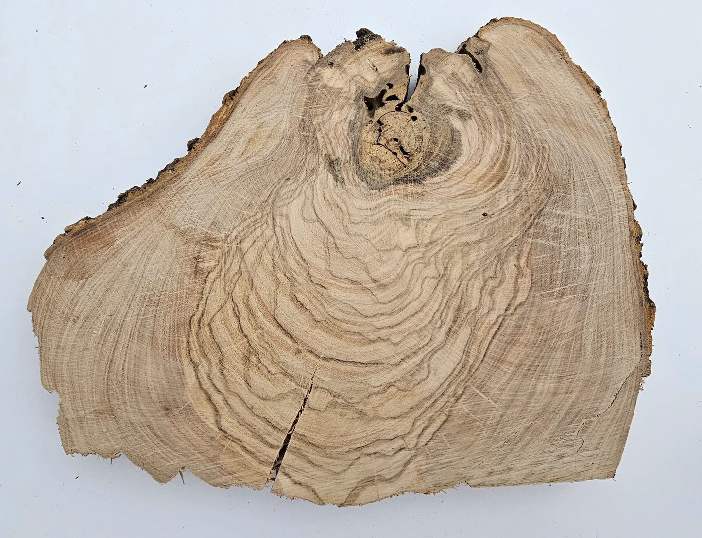 Natural Olive Wood Log Slice - S05