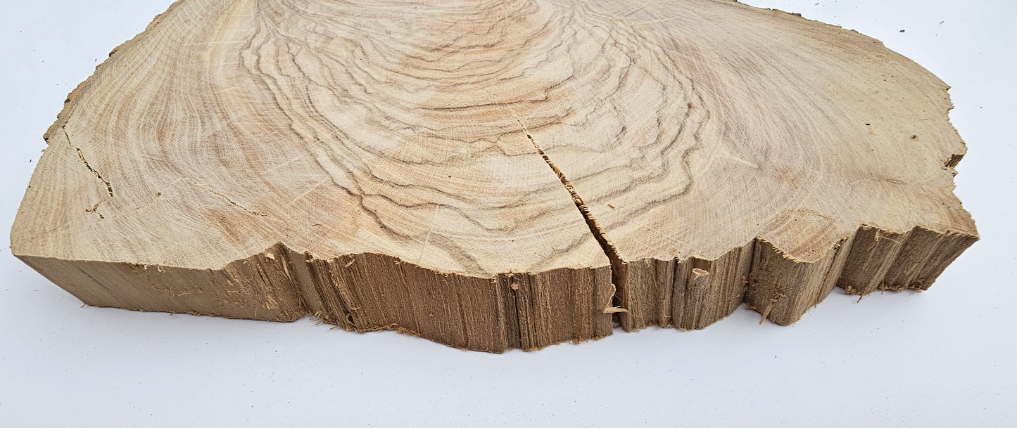 Natural Olive Wood Log Slice - S05