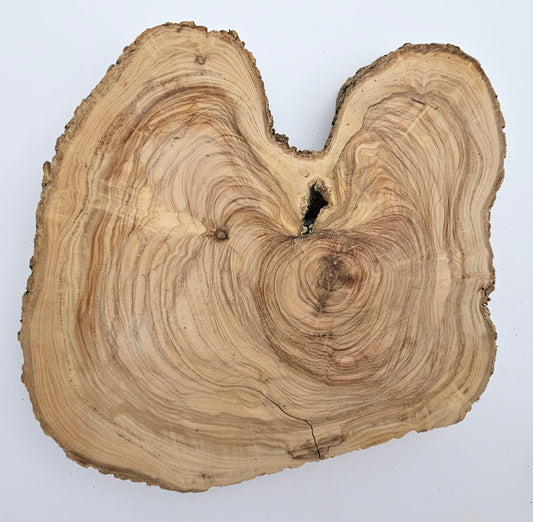 Natural Olive Wood Log Slice - S06
