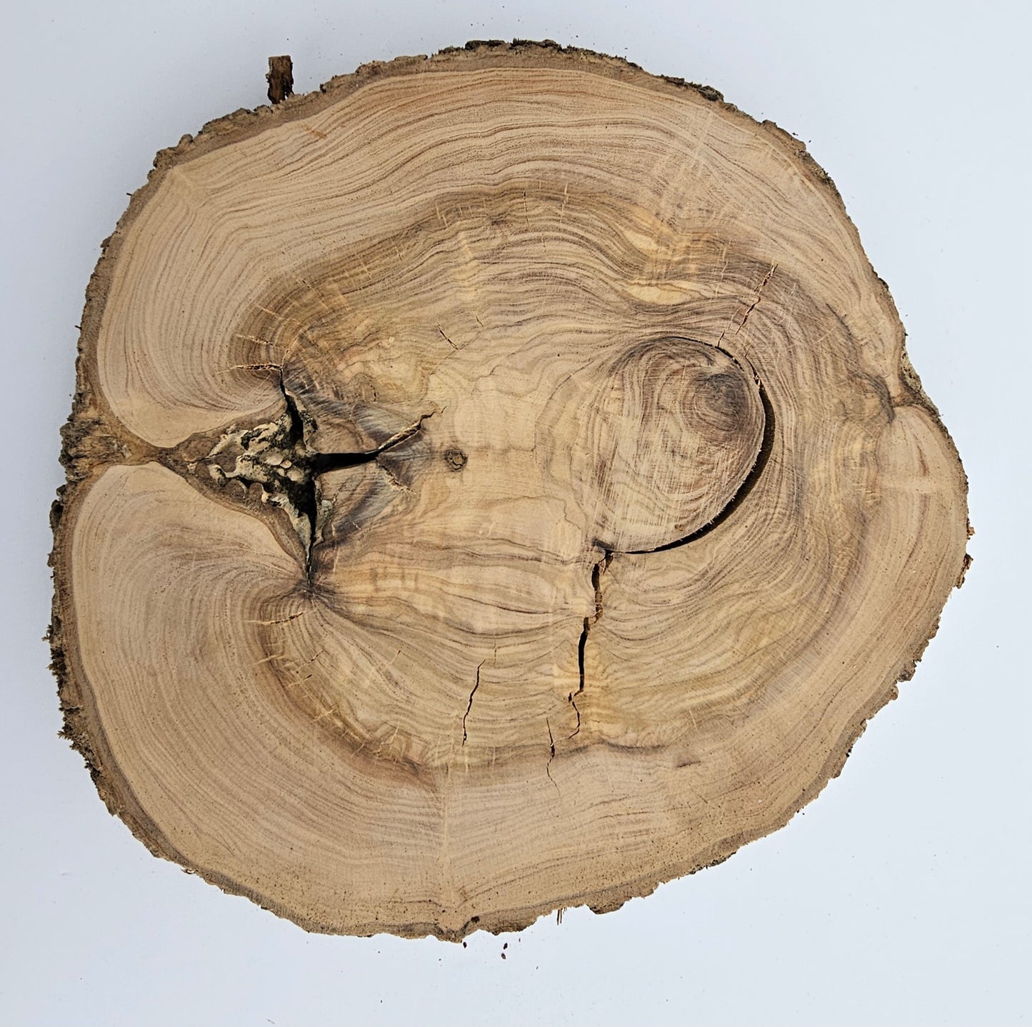 Natural Olive Wood Log Slice - S07