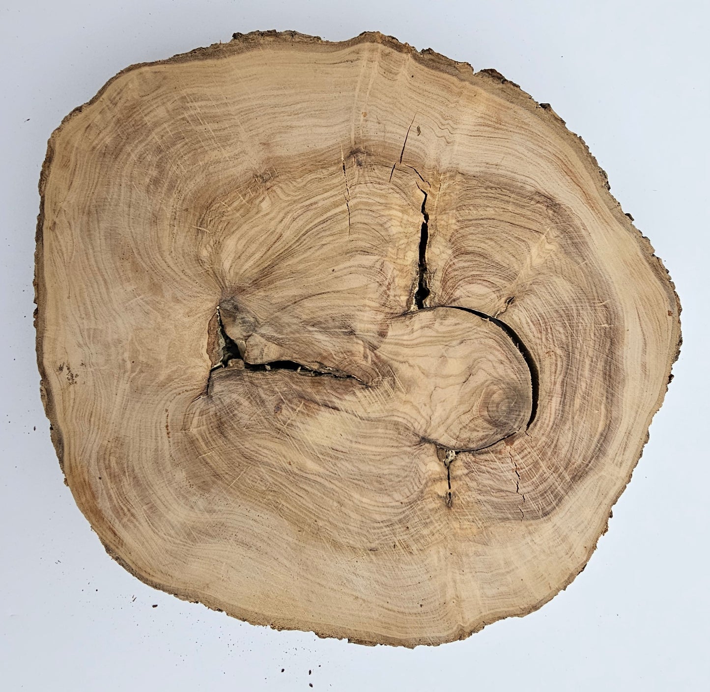 Natural Olive Wood Log Slice - S07