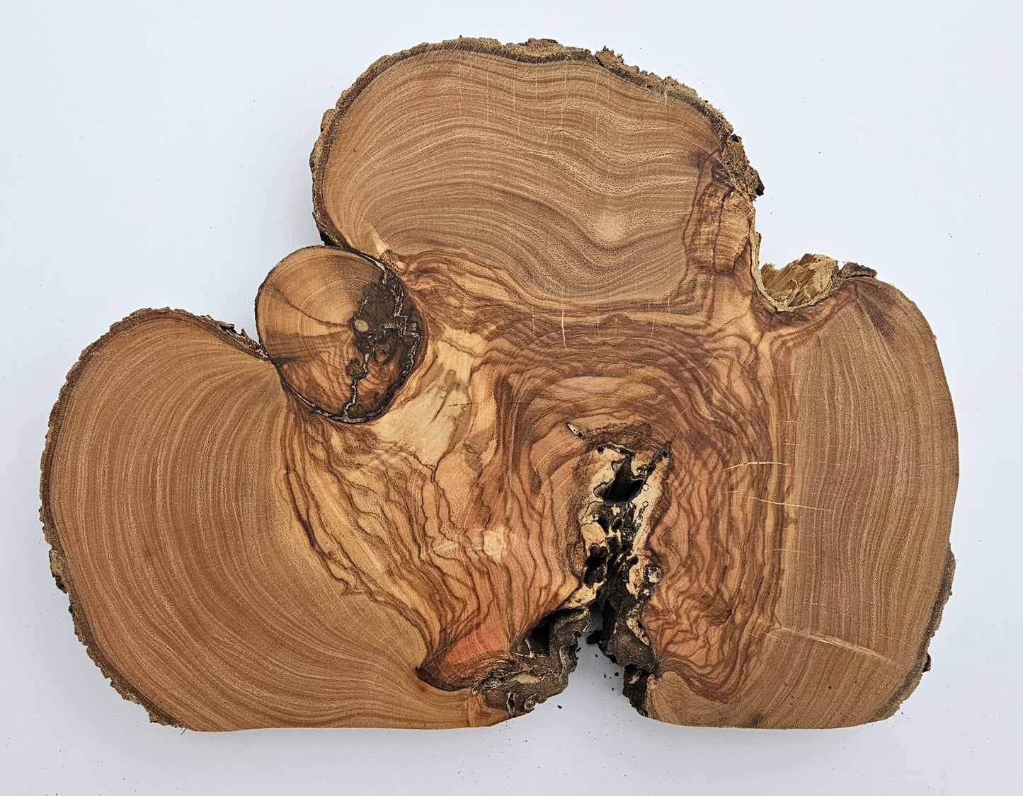 Natural Olive Wood Log Slice - S09
