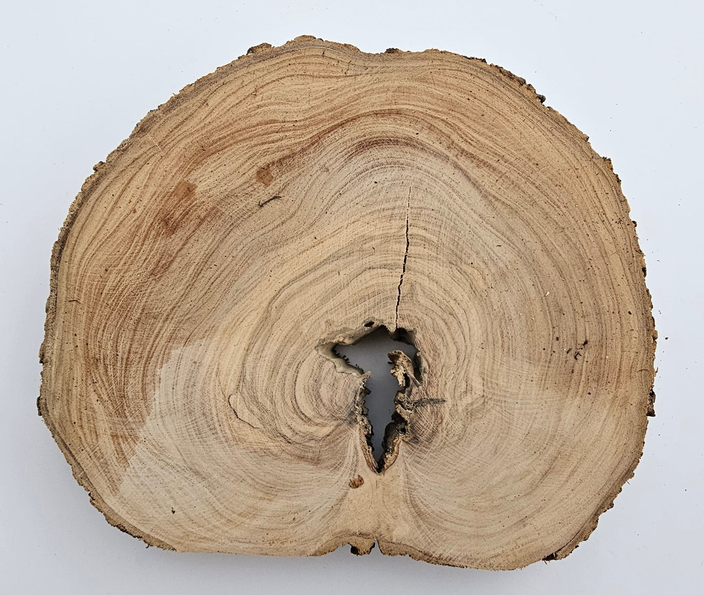 Natural Olive Wood Log Slice - S10