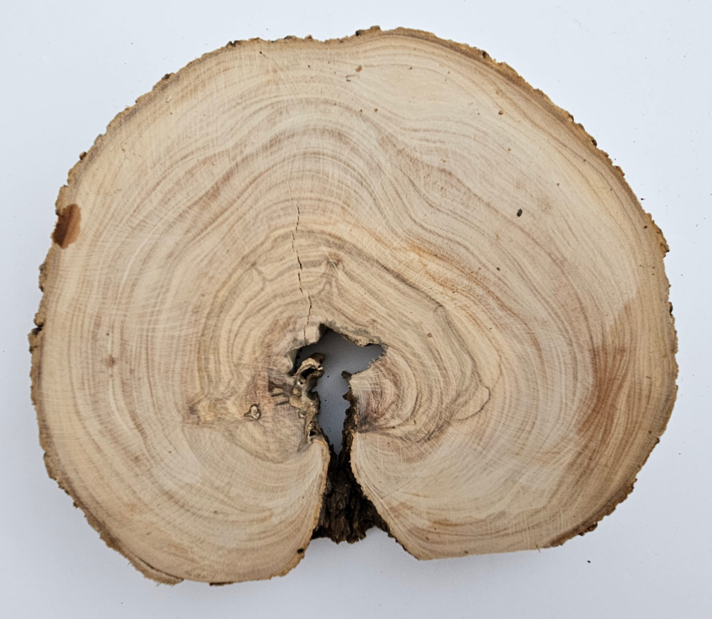 Natural Olive Wood Log Slice - S10