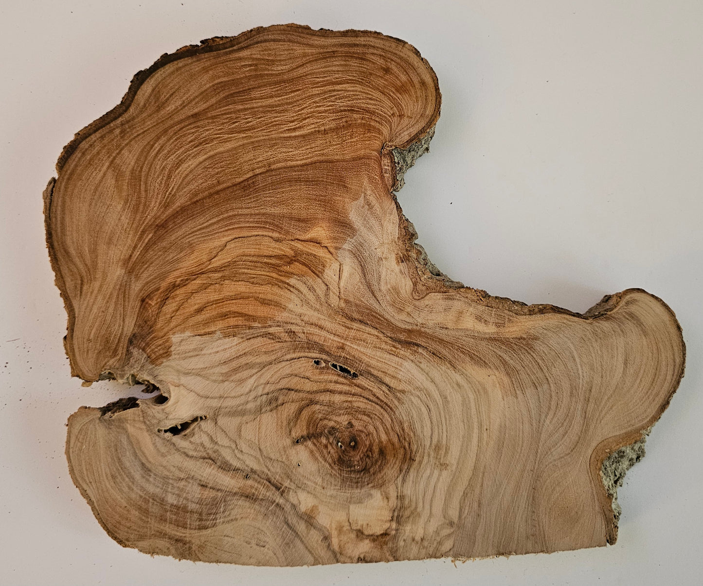 Natural Olive Wood Log Slice - S18