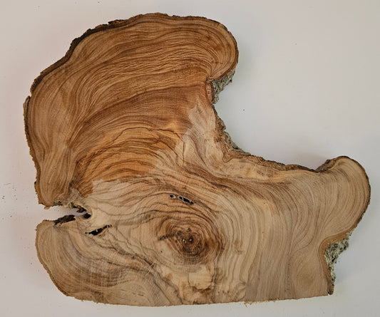 Natural Olive Wood Log Slice - S18