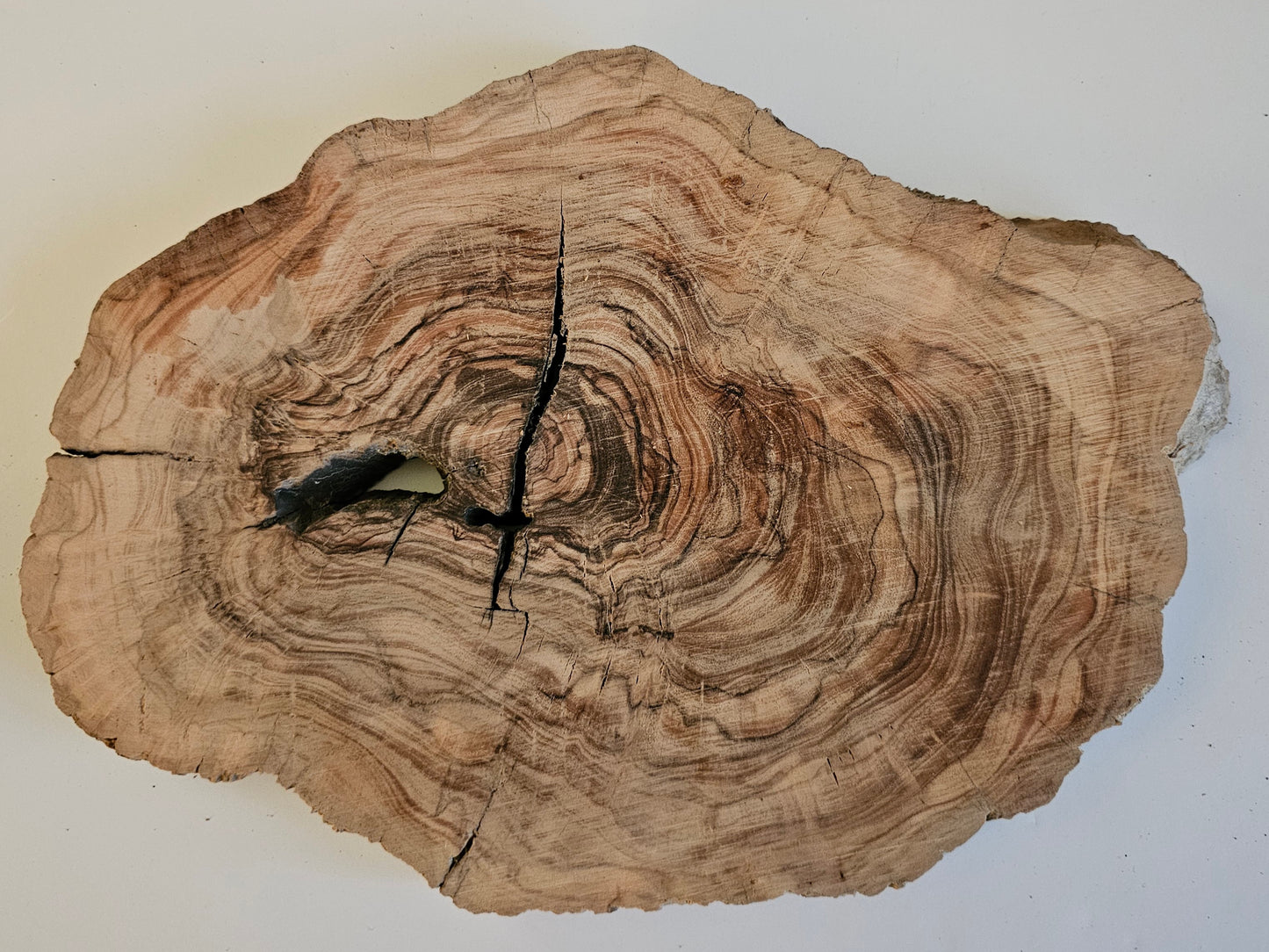 Natural Olive Wood Log Slice - S19
