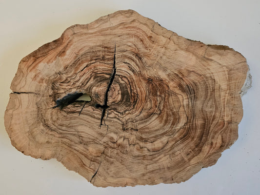 Natural Olive Wood Log Slice - S19