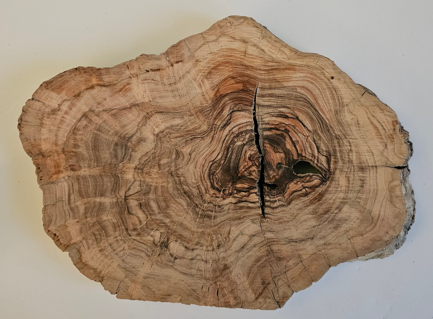 Natural Olive Wood Log Slice - S19