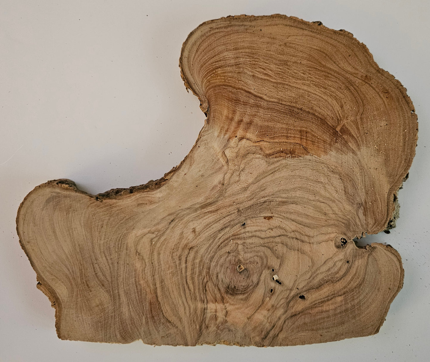 Natural Olive Wood Log Slice - S18