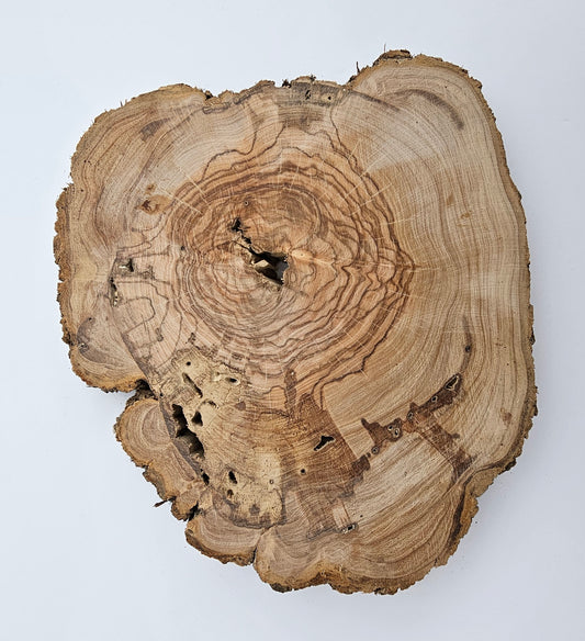 Natural Olive Wood Log Slice - S02