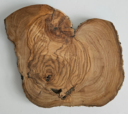 Natural Olive Wood Log Slice - S14