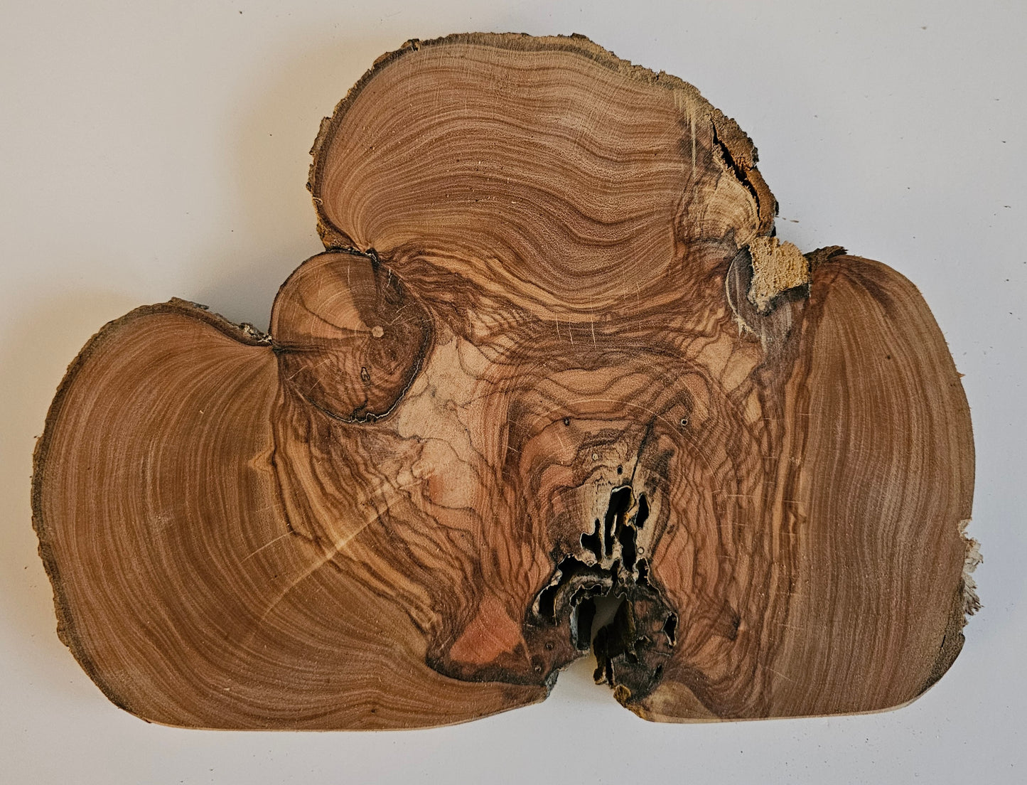 Natural Olive Wood Log Slice - S21