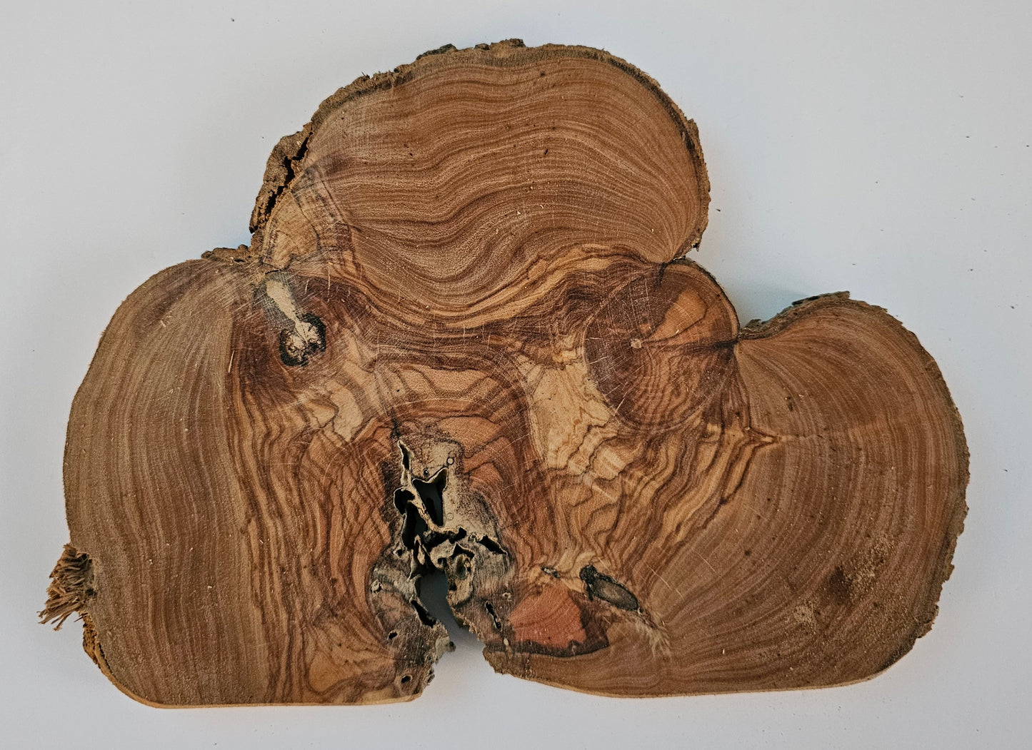 Natural Olive Wood Log Slice - S21