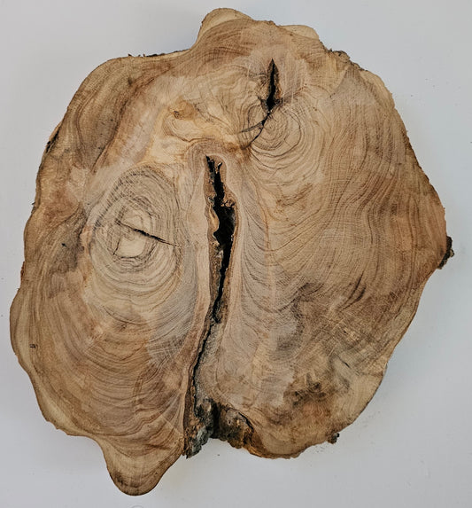Natural Olive Wood Log Slice - S16