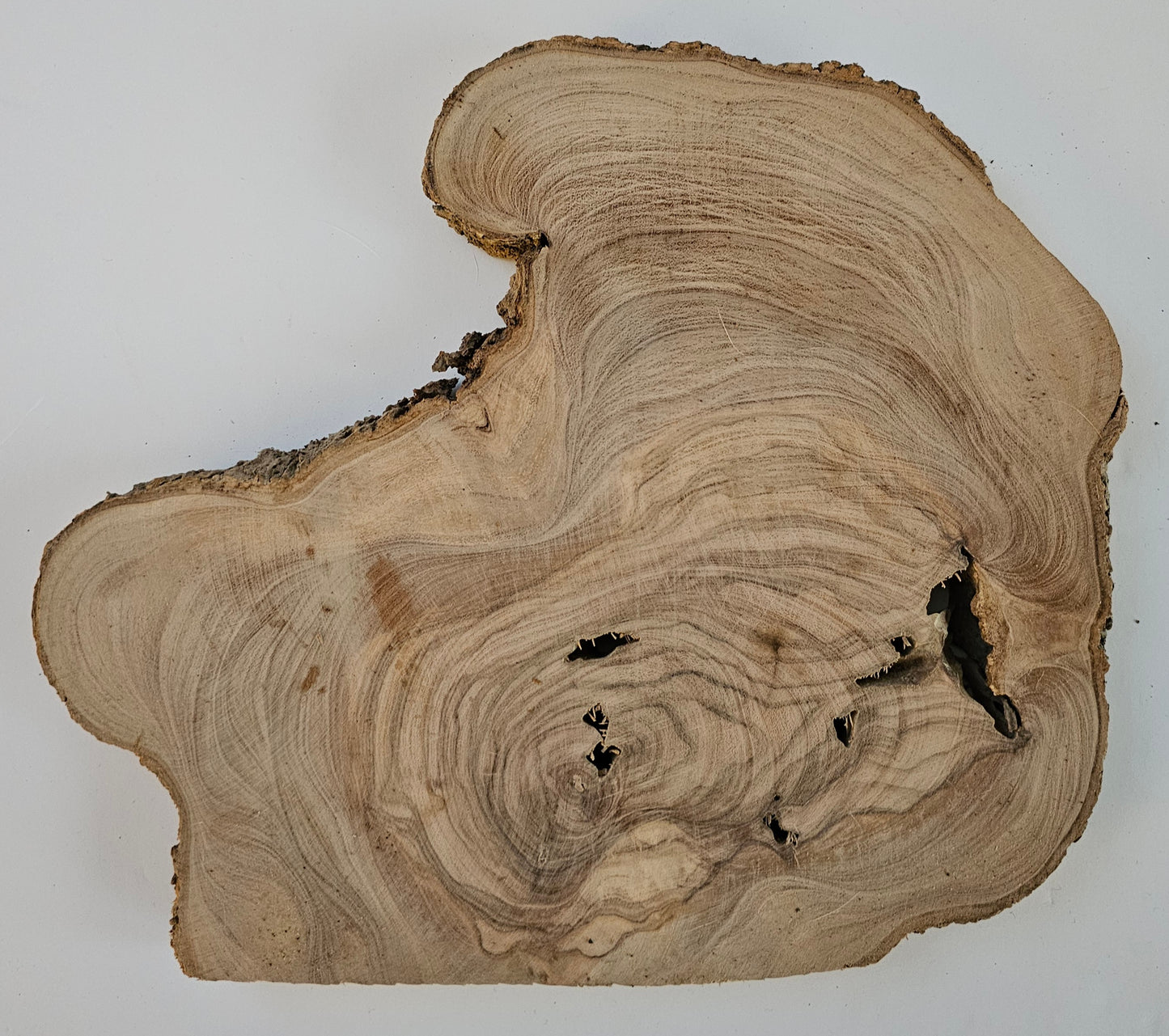 Natural Olive Wood Log Slice - S17