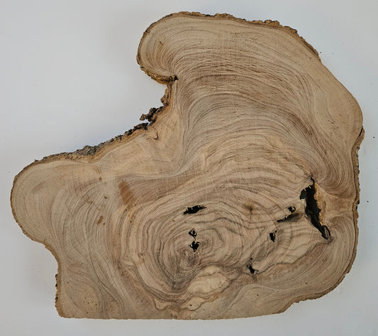Natural Olive Wood Log Slice - S17