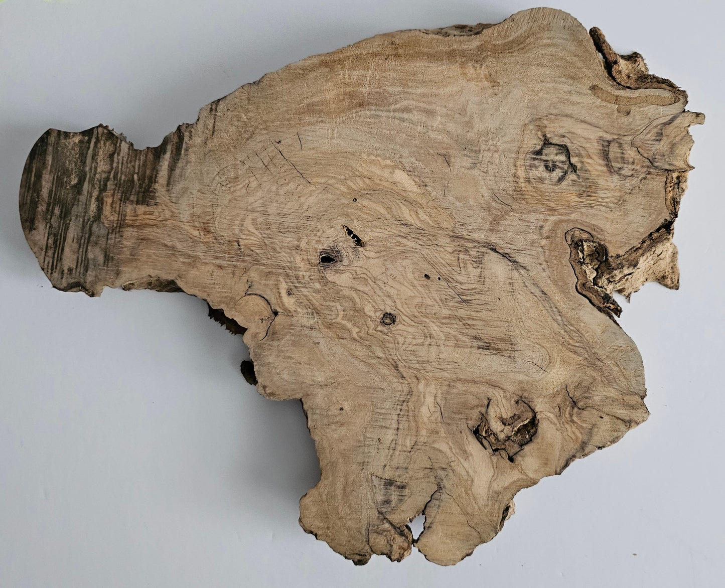 Natural Olive Wood Log Slice - S12