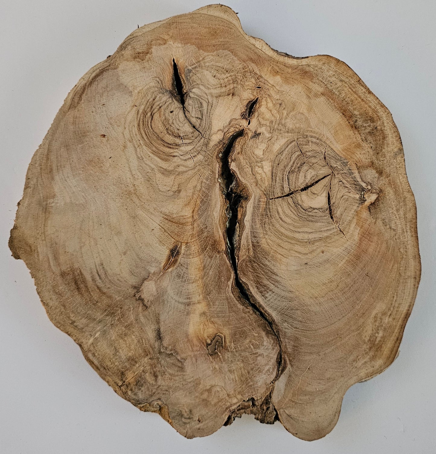 Natural Olive Wood Log Slice - S16