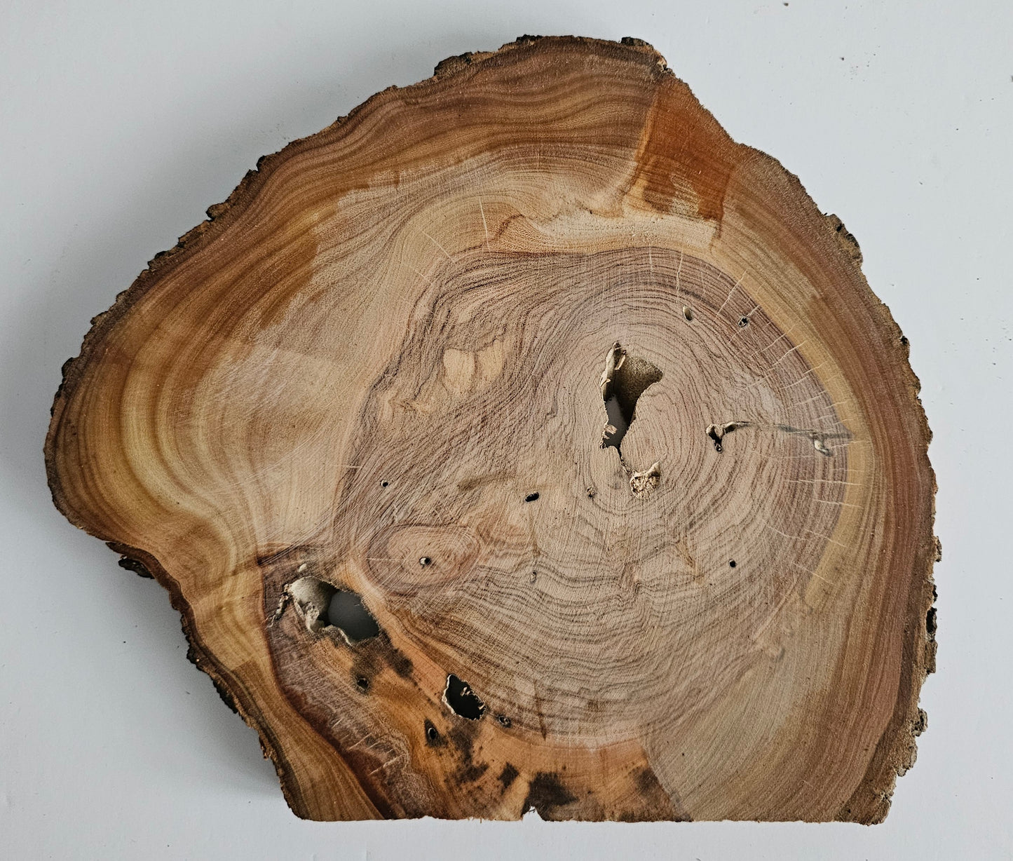Natural Olive Wood Log Slice - S13